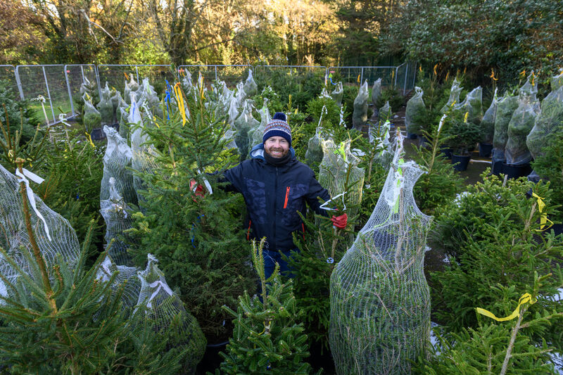 Colm Crowley who runs a Christmas business selling Christmas trees at Mahon Industrial Park Cork. - Picture Dan Linehan Colm Crowley who runs a Christmas business selling Christmas trees at Mahon Industrial Park Cork. - Picture Dan Linehan