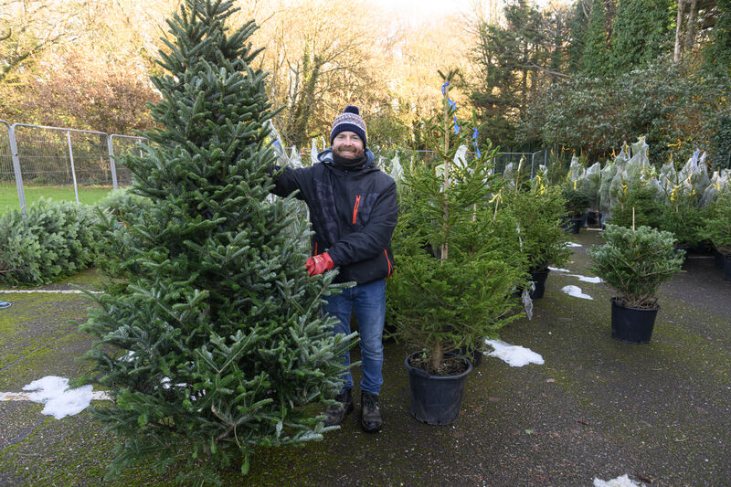 Colm Crowley who runs a Christmas business selling Christmas trees at Mahon Industrial Park Cork. - Picture Dan Linehan Colm Crowley who runs a Christmas business selling Christmas trees at Mahon Industrial Park Cork. - Picture Dan Linehan