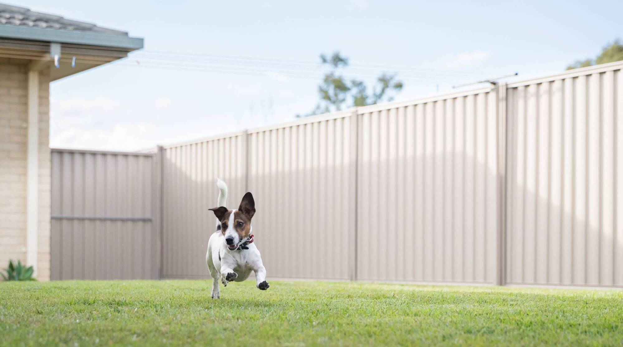 Home Q&A: I want to adopt a dog, but my garden is not fenced