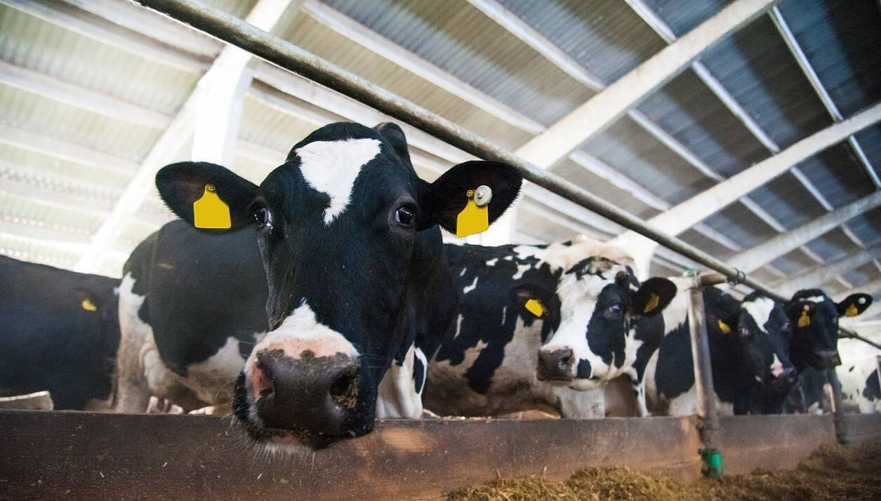 Ireland's derogation extension provokes mixed reactions