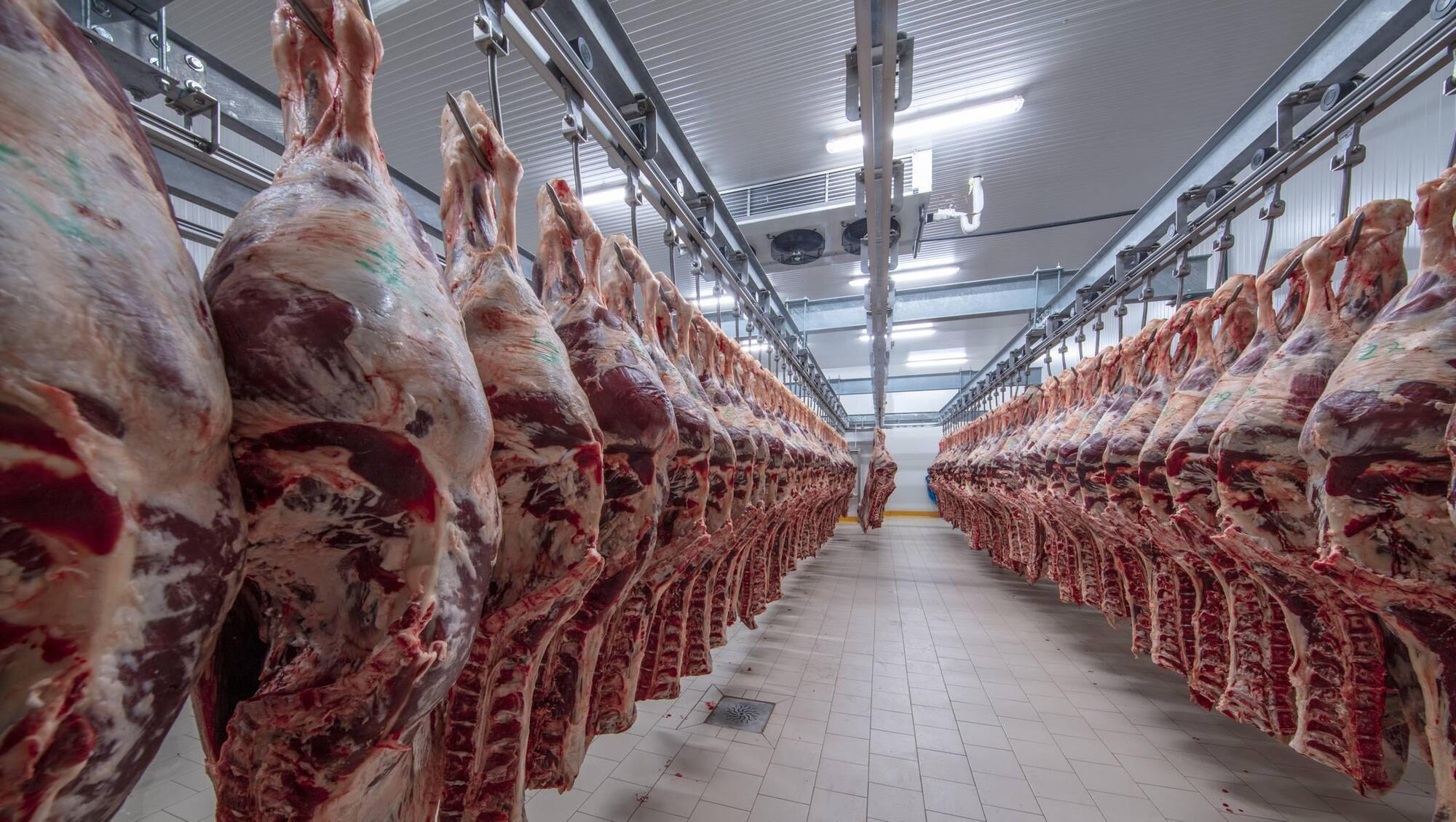 Processors slash quotes to a seasonal low, with reductions of 10c to 20c/kg