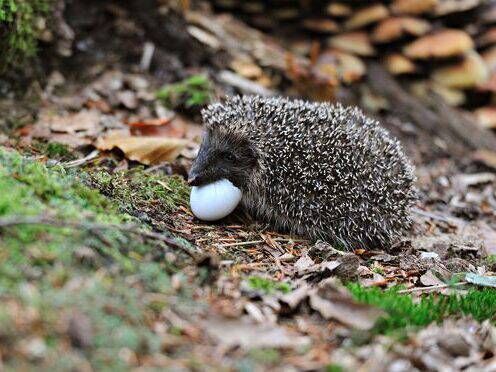 Hedgehog eating an egg. Image credit: Experience Pūrangi / PredatorfreeNZ.org Hedgehog eating an egg. Image credit: Experience Pūrangi / PredatorfreeNZ.org