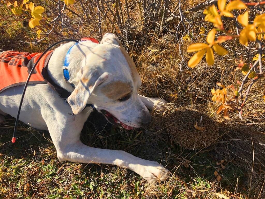 Hedgehog detection dog, Zach. Image credit: Te Manahuna Aoraki / predatorfreenz.org Hedgehog detection dog, Zach. Image credit: Te Manahuna Aoraki / predatorfreenz.org