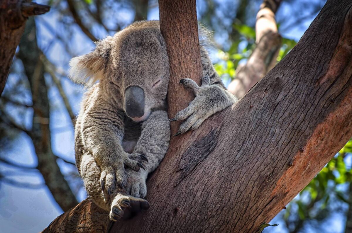 Female koalas generally start breeding at about three or four years of age, usually producing one offspring each year Female koalas generally start breeding at about three or four years of age, usually producing one offspring each year