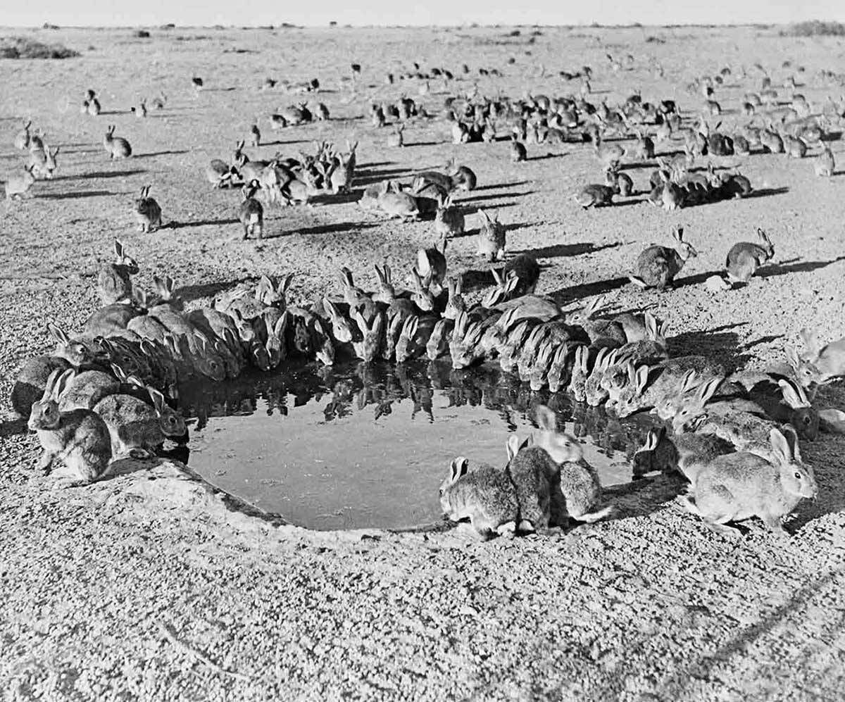 Rabbits around a waterhole during myxomatosis trials, Wardang Island, South Australia, 1938. National Archives of Australia A1200, L44186 Rabbits around a waterhole during myxomatosis trials, Wardang Island, South Australia, 1938. National Archives of Australia A1200, L44186