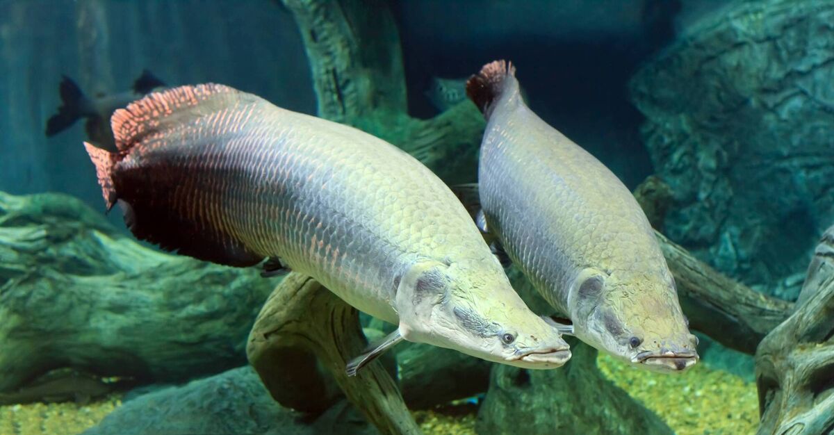 Two Arapaima fish in the Amazon Two Arapaima fish in the Amazon