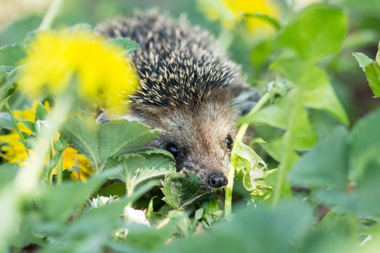 A pest or a prince — is it all down to postcodes?
