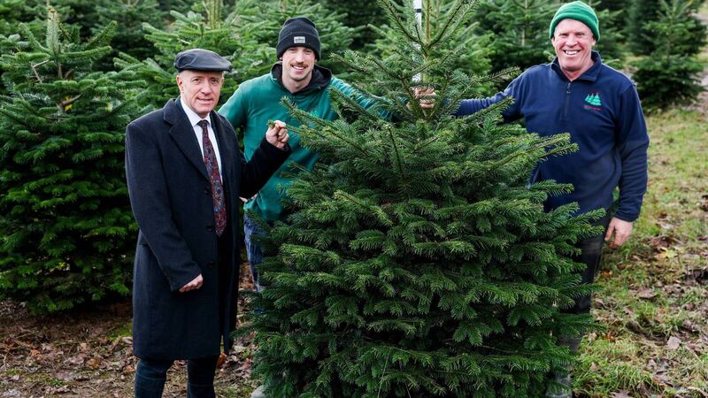 Michael Healy-Rae urges public to support Ireland's Christmas tree sector