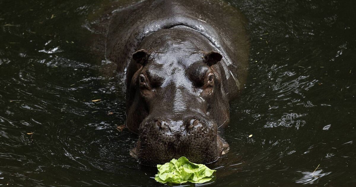 World first — hippopotamus has cataract surgery in Dublin