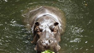 <p>REPRO FREE - NO REPRO FEE 11/12/2025 Imani, an 18 year old female common hippopotamus, in her habitat at Dublin Zoo. The 18-year old female successfully underwent the first recorded cataract surgery on this species worldwide, performed by Dublin Zoo’s animal care team. Imani can now respond to visual stimuli, navigate obstacles with ease and displays far more confidence in her movements. © Patrick Bolger Photography</p>