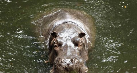 Watch: Dublin Zoo has performed the first ever recorded cataract surgery on a common hippopotamus worldwide.