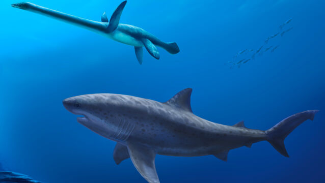 <p>A illustration of a gigantic mega-predatory lamniform shark swimming beside a long-necked plesiosaur in the seas off Australia 115 million years ago (Pollyanna von Knorring/Swedish Museum of Natural History/AP)</p>