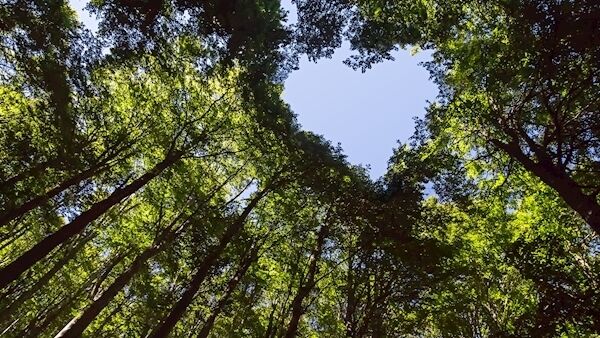 Yew trees have long been planted in graveyards in a bid to ward off animals.
