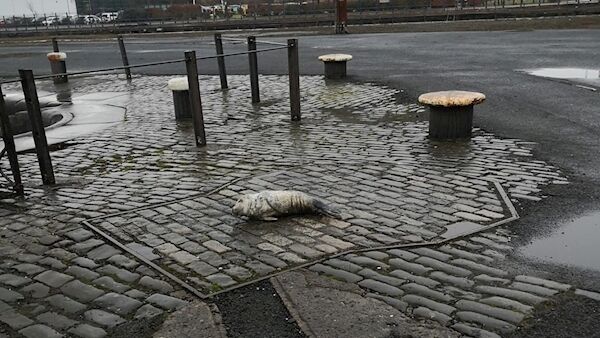 The seal pup was believed to be only two or three weeks old. Picture:PA