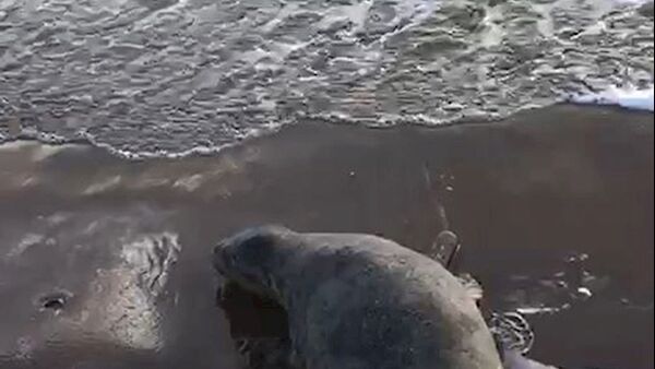 Dot-to-Dot was returned to the sea by staff yesterday. Picture: PA