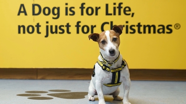 Dogs Trust Ireland launch campaign to highlight the 9,000 dogs they have rehomed