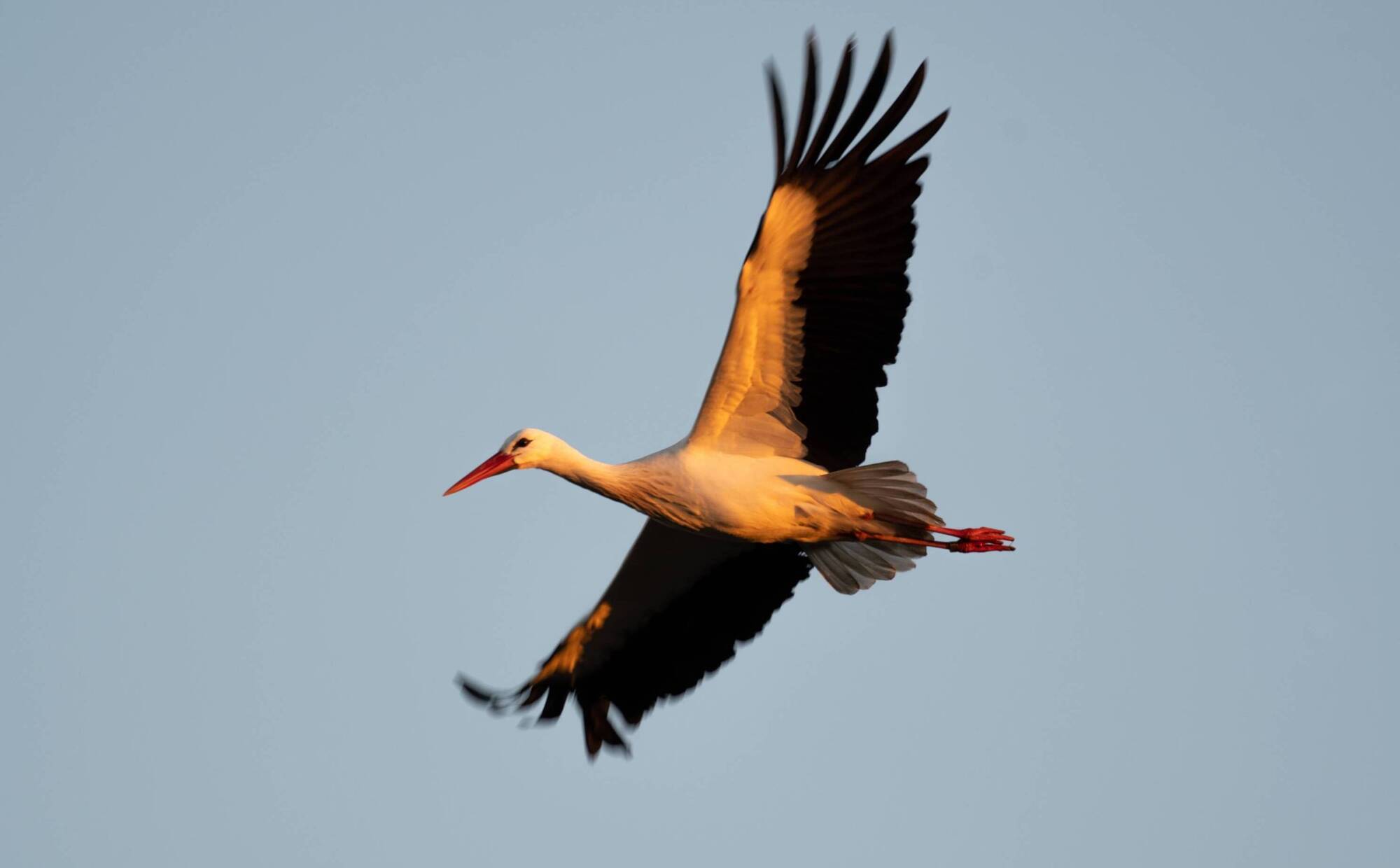 White storks breeding in Britain but no plans to try introduce them here
