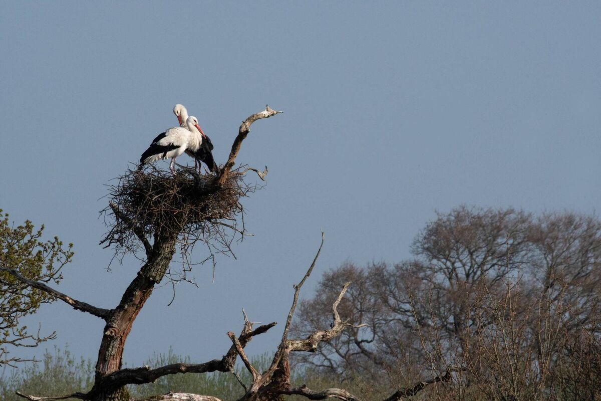The white stork project uses rescued non-flying birds from Warsaw Zoo, Poland, some of which are kept at Cotswold Wildlife Park where they breed, with their young released from Knepp Estate, in West Sussex and Wadhurst Park in East Sussex, to encourage them to come back there to nest. Picture: Charlie Burrell/Knepp/PA Wire The white stork project uses rescued non-flying birds from Warsaw Zoo, Poland, some of which are kept at Cotswold Wildlife Park where they breed, with their young released from Knepp Estate, in West Sussex and Wadhurst Park in East Sussex, to encourage them to come back there to nest. Picture: Charlie Burrell/Knepp/PA Wire