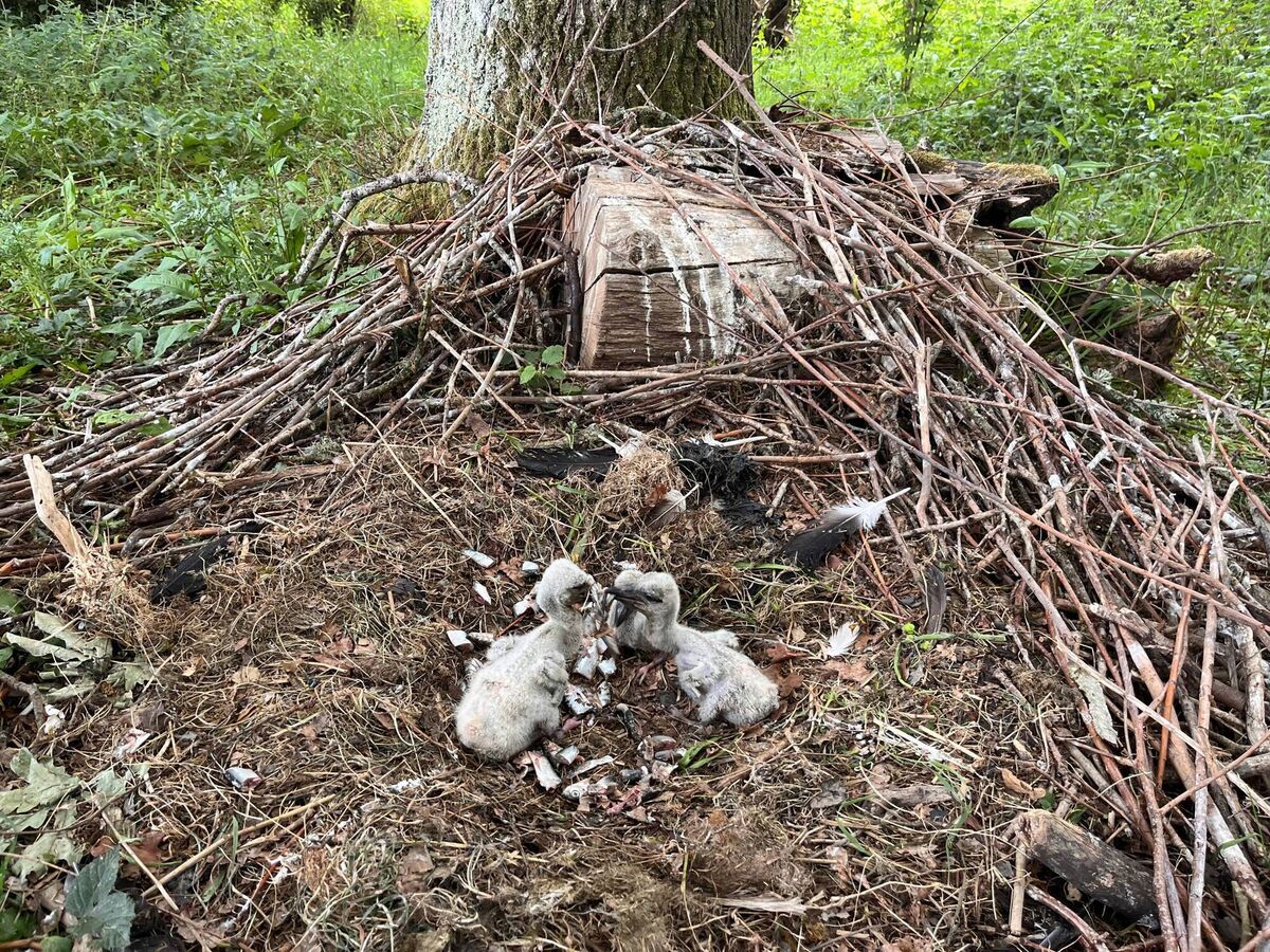 Injured storks are raised in nests on the ground at Knepp estate in West Sussex. Picture: Emily Beament/PA Wire Injured storks are raised in nests on the ground at Knepp estate in West Sussex. Picture: Emily Beament/PA Wire