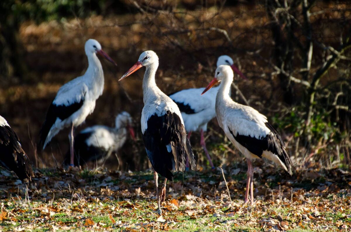 A colony of white storks at Knepp estate in West Sussex. This scheme has enabled a wild population of breeding storks re-establish itself for the first time in centuries. Picture: Charlie Burrell/Knepp/PA Wire A colony of white storks at Knepp estate in West Sussex. This scheme has enabled a wild population of breeding storks re-establish itself for the first time in centuries. Picture: Charlie Burrell/Knepp/PA Wire