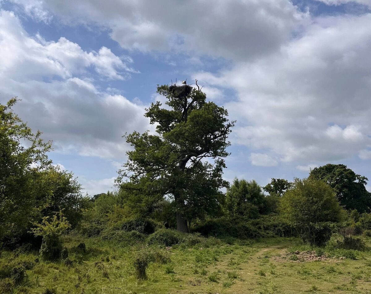 A white stork rests in a tree at Knepp estate in West Sussex.Picture: Emily Beament/PA Wire A white stork rests in a tree at Knepp estate in West Sussex.Picture: Emily Beament/PA Wire