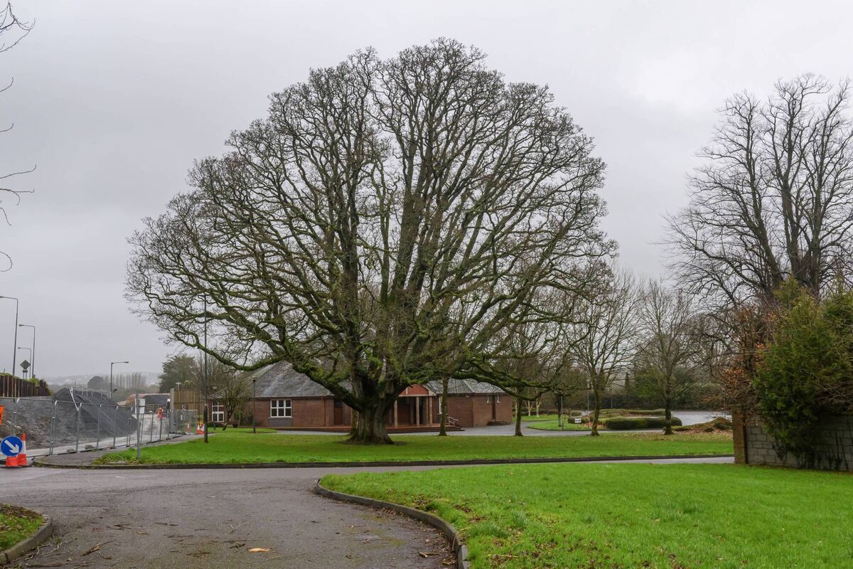 The oak tree on the grounds of St Patrick's Church in Rochestown, Cork. Picture: Dan Linehan