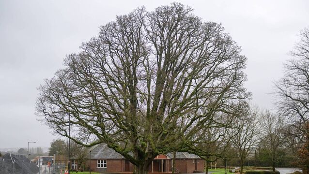 <p>The oak tree on the grounds of St Patrick's Church in Rochestown, Cork. Picture: Dan Linehan</p>