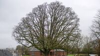 Peter Dowdall: Trees like this oak in Rochestown in Cork root us in the wider story