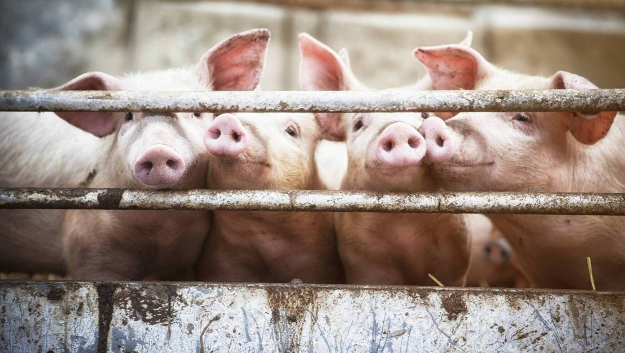Drops in Chinese tariffs to benefit pigmeat sector