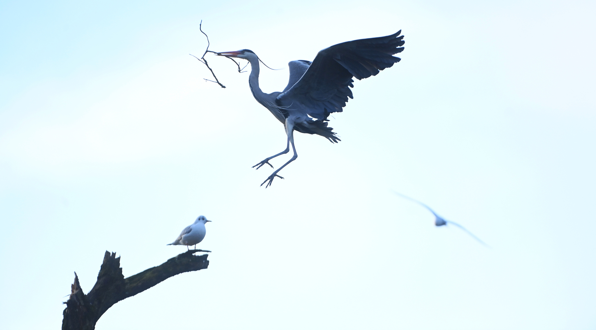 Aquatic habitats in such poor condition even adaptable species like herons may struggle