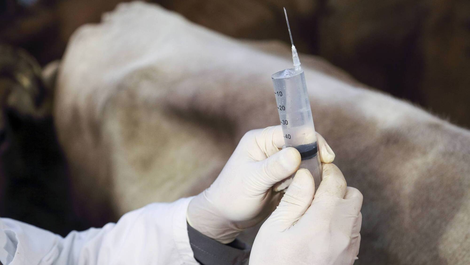 Ireland's new veterinary medicine rules to tackle antimicrobial and antiparasitic resistance