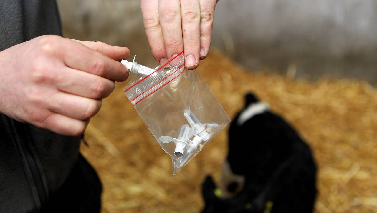 Animal Health Ireland announce the BVD action plan for 2026