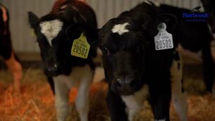 <p>Planning for spring: Newborn calves require natural maternal colostrum in the first 12 hours to get an essential mix of energy and antibodies. Calves facing early challenges may need extra. Seek expert advice.</p>