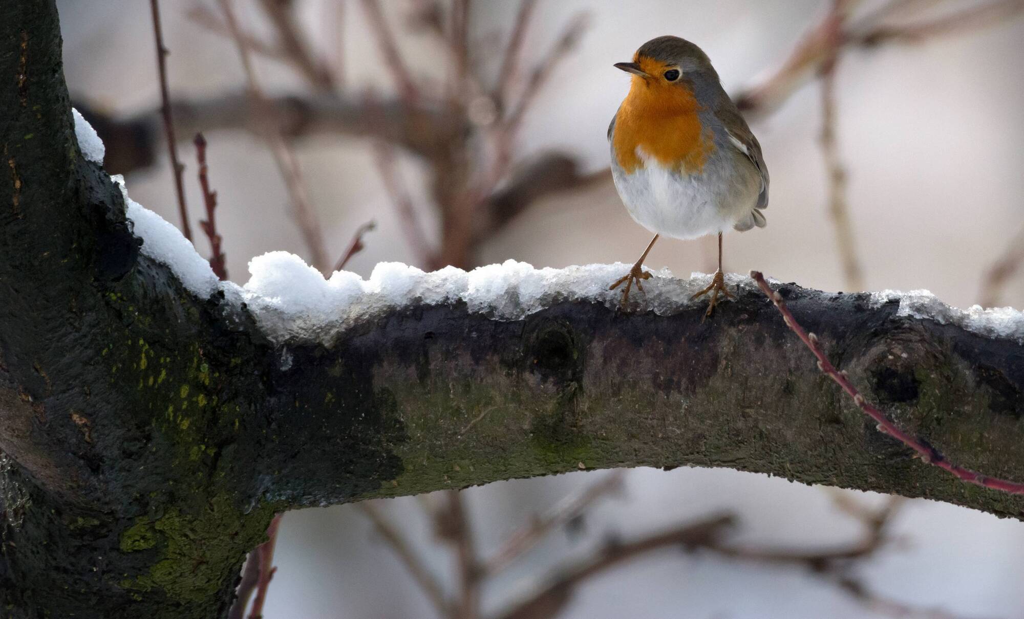 Christmas pre-tinsel: when plants — and robins — ran the show