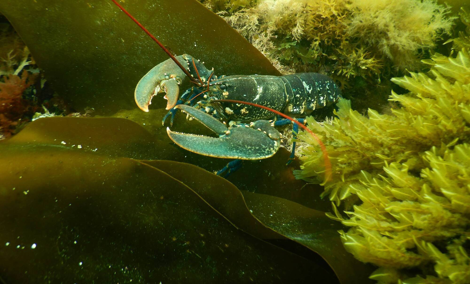 Why are our marine 'protected' areas still nothing more than lines on maps?