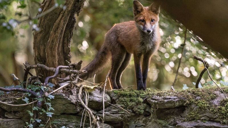 Fox dating and mating season