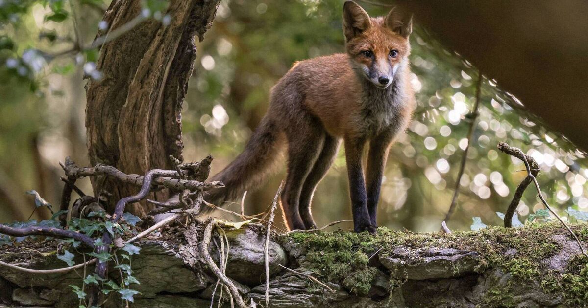 Fox dating and mating season