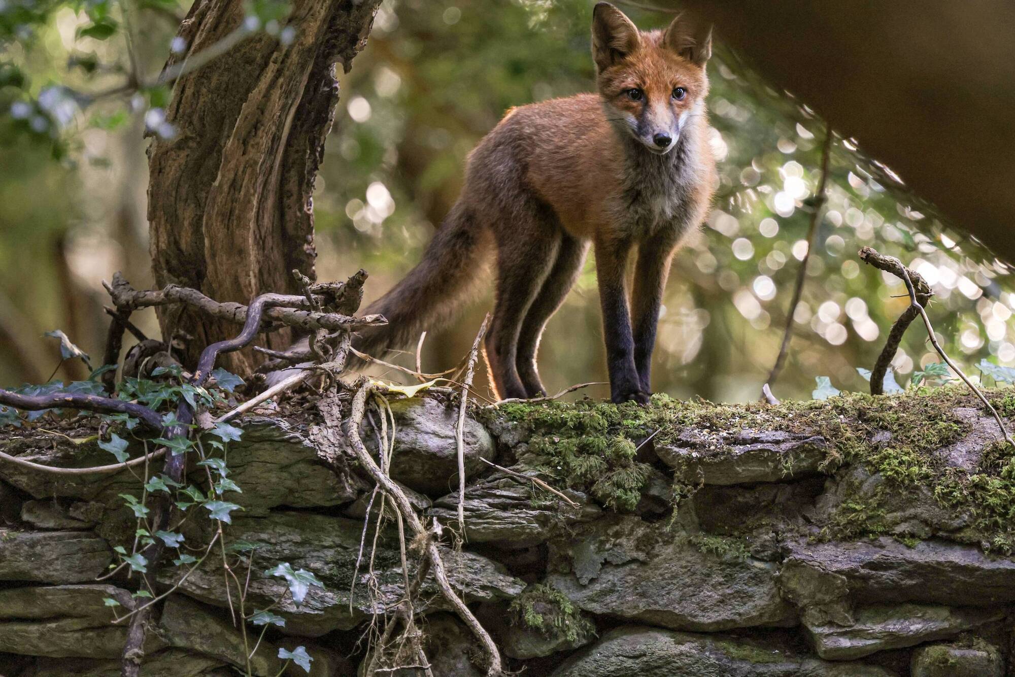 Young fox in Killarney National Park. Picture: Valerie O'Sullivan
