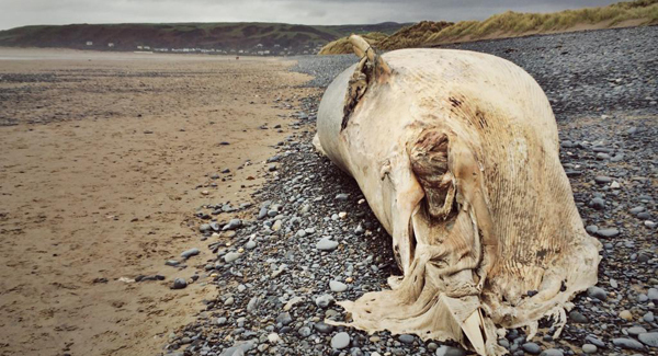 Whale washed up on Welsh beach could pose health risk