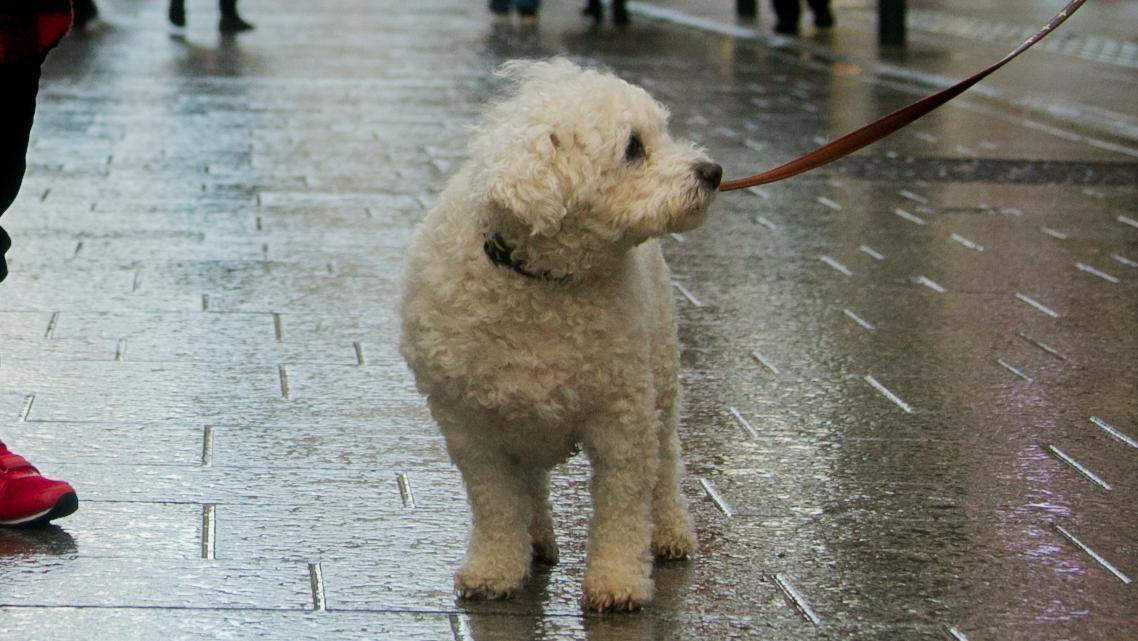 Cork woman fined after Bichon Frisé dog bit neighbour