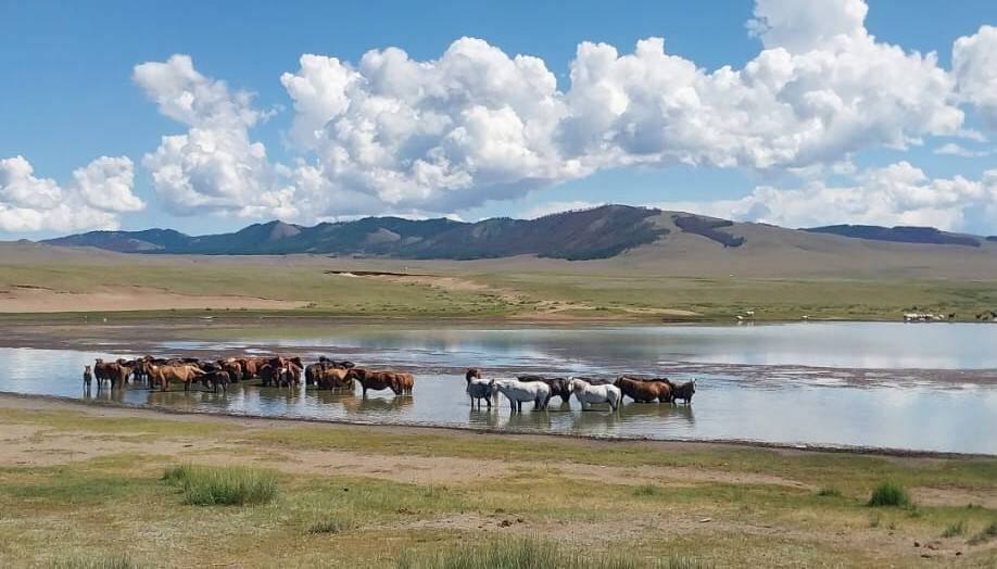 Wild horses and landscape of the region.