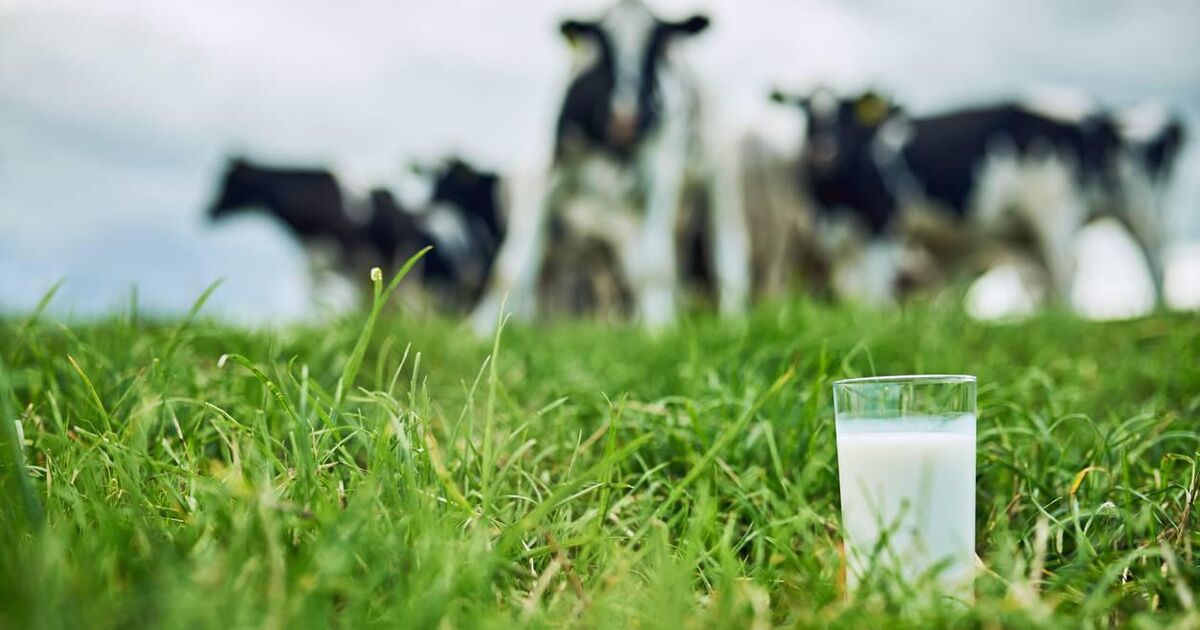 China's new levies on EU dairy imports set to hit Ireland's ...