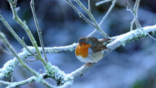 <p>It will be cold, but the weather will be dry and bright over Christmas. File picture: Denis Minihane</p>