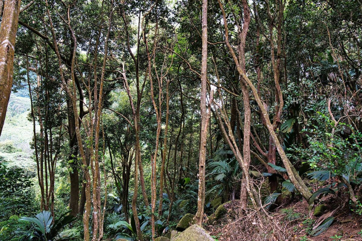 Cinnamon trees growing on the slopes of Mahe Cinnamon trees growing on the slopes of Mahe