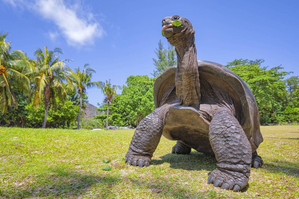 A protected species, the Giant Tortoise is indigenous to the Seychelles and Madagascar. A protected species, the Giant Tortoise is indigenous to the Seychelles and Madagascar.