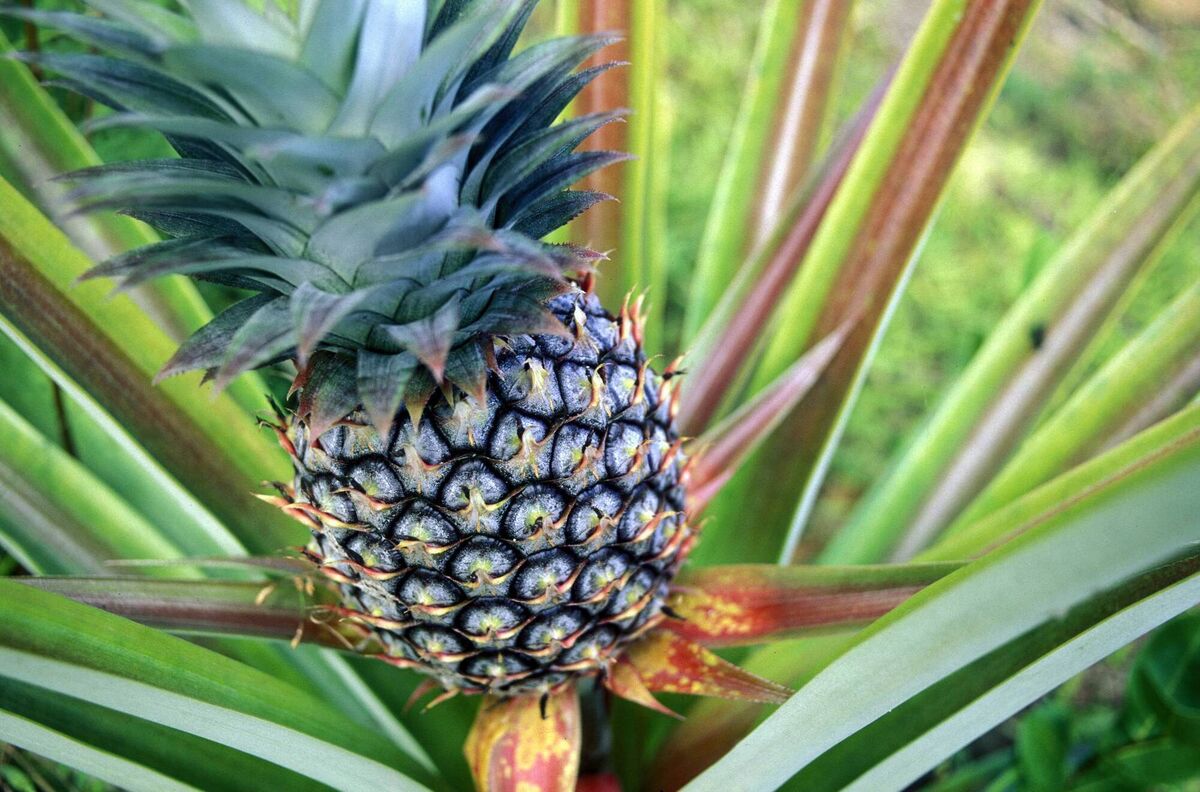 A pineapple plant A pineapple plant