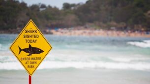 <p>Australians love nothing more than to swim in seas not just teeming with lethal blue octopi, but churning with giant waves, ferocious currents and deadly riptides. Seas that are full of sharks.</p>