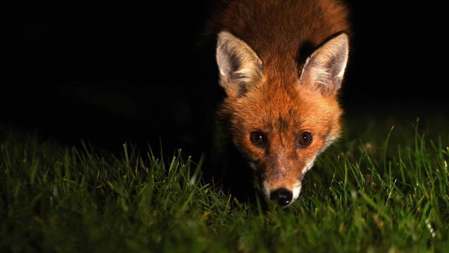 <p>The red fox / sionnach / Vulpes vulpes is highly adaptable and can be found in various habitats, including urban areas</p>