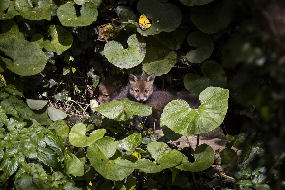 Fox cubs venture from their den on the banks of the river Dodder. Picture: Andres Poveda