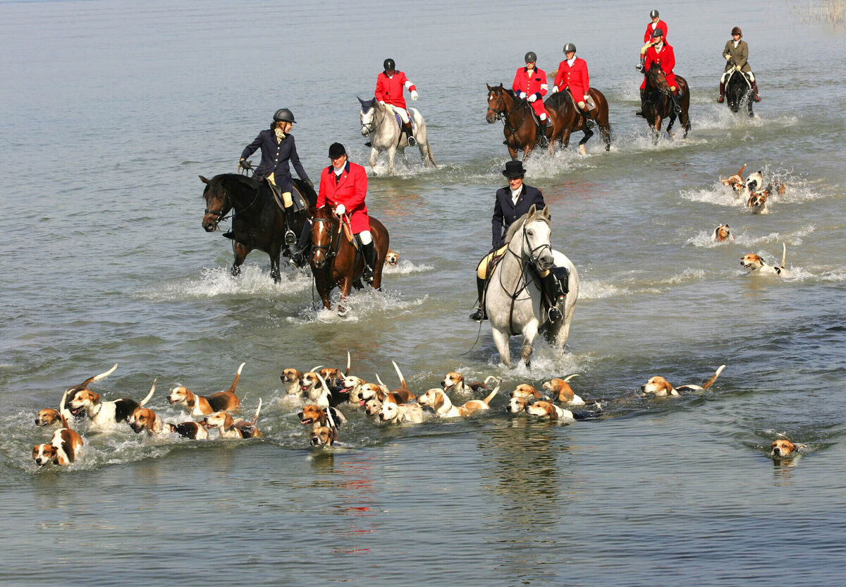 Hunt alternatives: A pack of fox hounds and huntsmen on horseback cross the water of lake Chiemsee near Breitbrunn, southern Germany, during an annual hunt of the Bavarian fox hunt association. Hunting live fox is forbidden in Germany so the dogs follow a trace of scent that is sprayed on the ground and the horsemen follow the pack of dogs. Picture: AP Photo/Diether Endlicher
